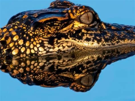 Image result for Gator vs Python Florida