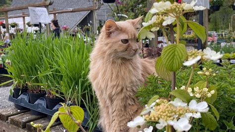 Cats & Plants: A purr-fect pairing at these PNW nurseries | Seattle Refined