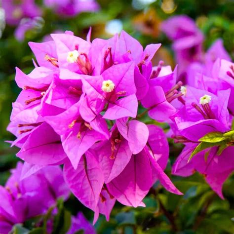 Purple Colour Bougainvillea Kagoj Ful Shrubs Flower Plant (1-2 Feet He ...