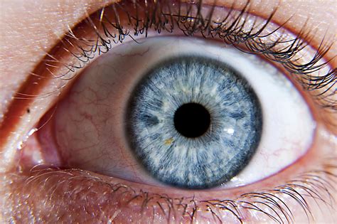 Image result for Normal Human Eye