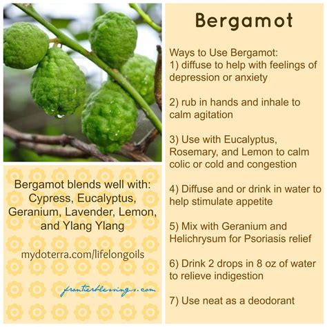 Bergamot | Bergamot essential oil, Living essentials oils, Healthy oils