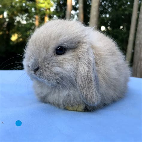 Holland Lop Bunny | ppgbbe.intranet.biologia.ufrj.br