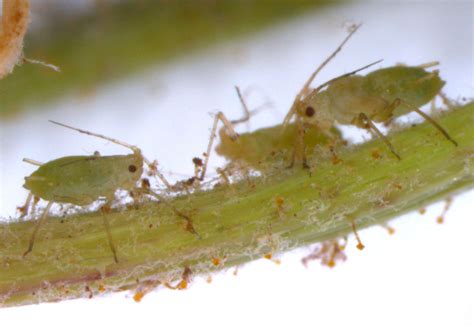 Hyperomyzus carduellinus