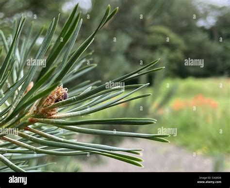 Male pine cone hi-res stock photography and images - Alamy