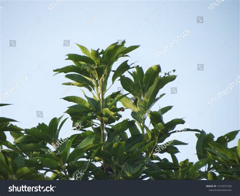 Image result for Tall Tree Tops