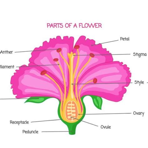 Botany 的图像结果