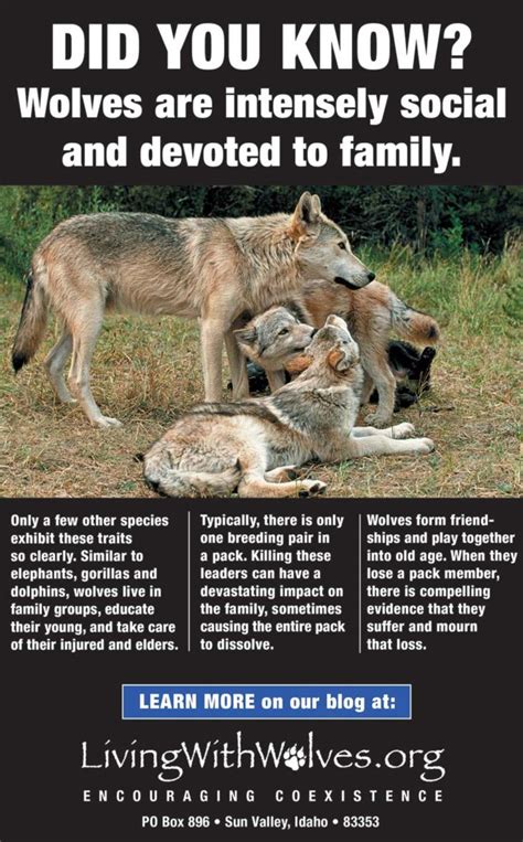 Image result for Positive Social Behavior of Wolves