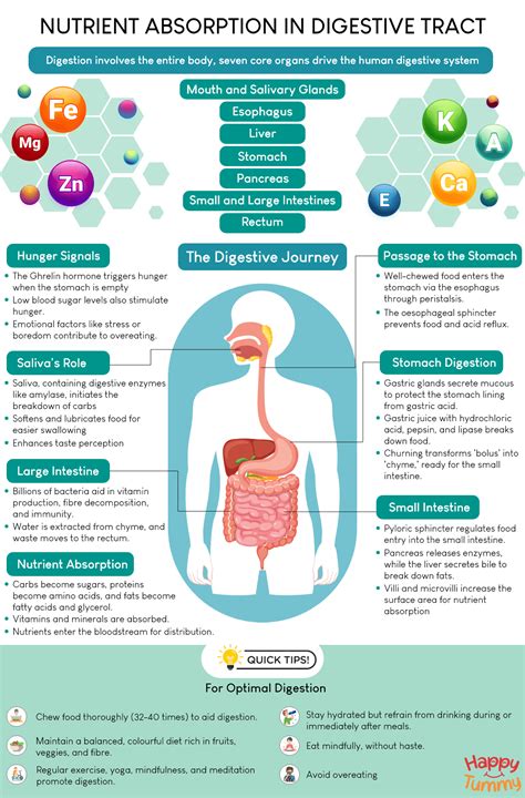 Human Digestive System and Nutrient Absorption in the Digestive Tract - Happytummy