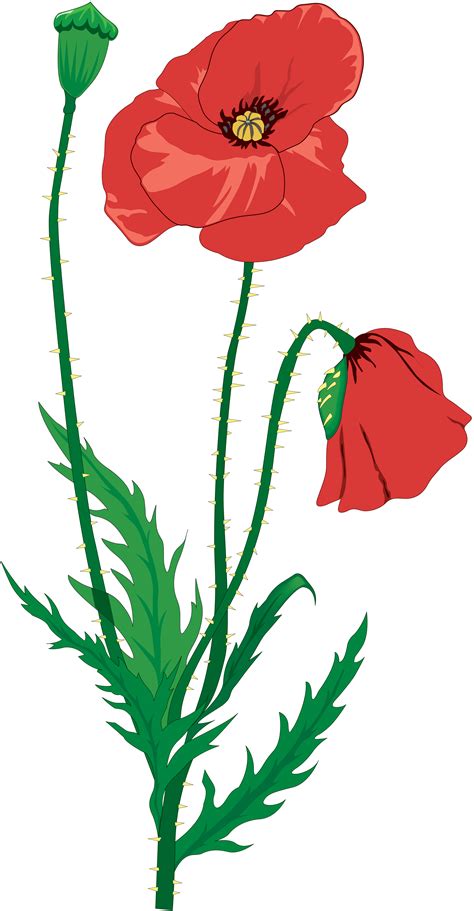 Poppy clipart drawing, Poppy drawing Transparent FREE for download on ...