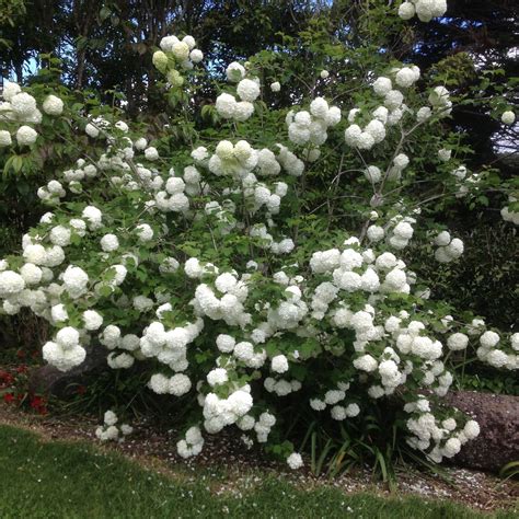Snowball Tree Viburnum Opulus