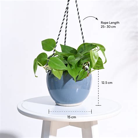 Forma Handmade Ceramic Planter – Ugaoo