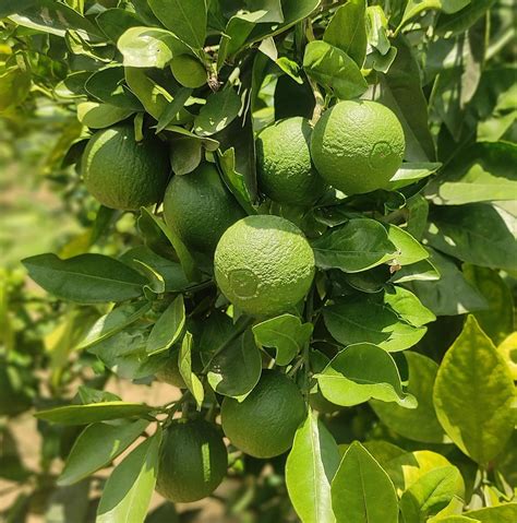 GreenLife All Time Vietnam Malta Mosambi Lebu Large Size Grafted Live ...