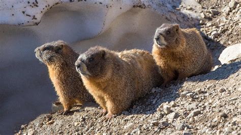 Book Excerpt: The Social Safety Net of Colorado's Marmots