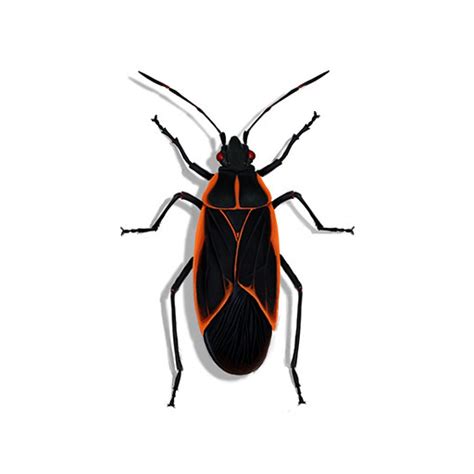 Boxelder Bug (Boisea trivittas) Identification
