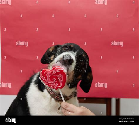 dog with lollipop and a red background Stock Photo - Alamy