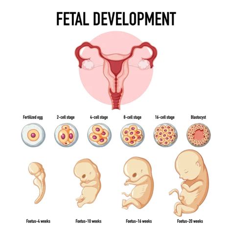 Image result for Human Embryonic Development