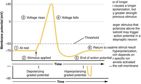 Image result for Action Potential
