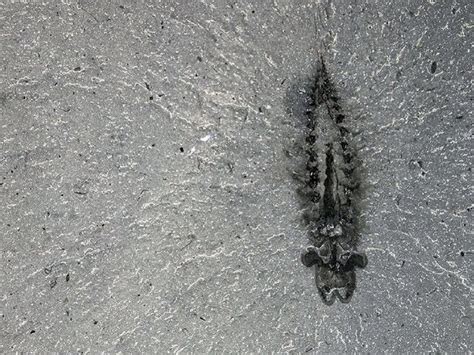 50 करोड़ साल पुराना जीवाश्म कैसे बदल रहा है कीड़ों के विकास की कहानी ...