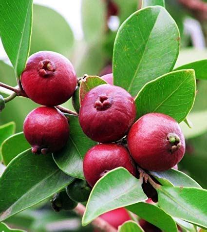 Plants Point Live Plant Gauva Fruit Hybrid Guava 1 Kg Plants Outdoor ...
