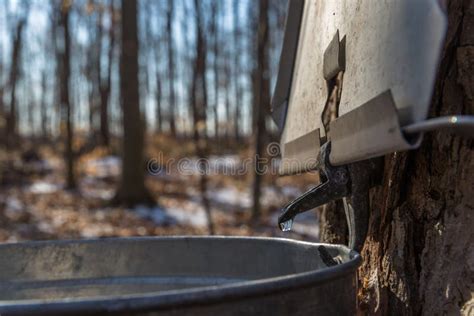 Image result for Extracting Maple Syrup From Trees