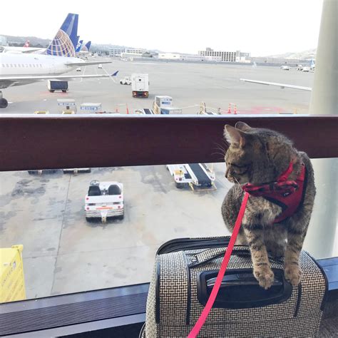 Flying with a Cat: Expert Tips for Taking Cats on Planes