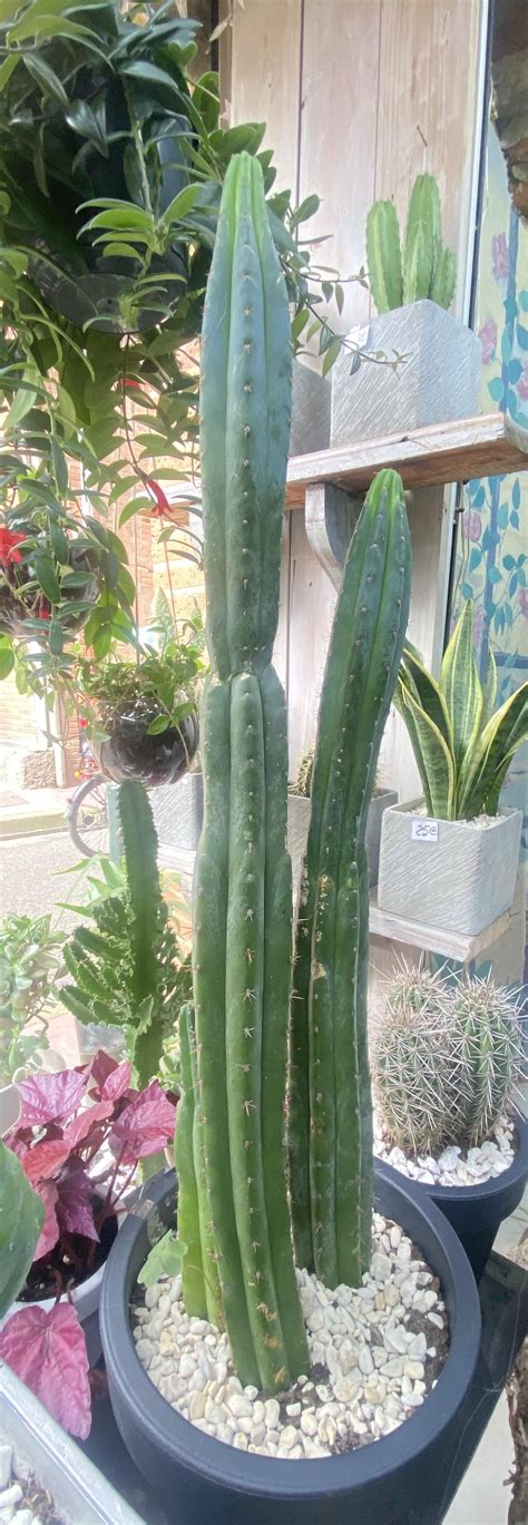 San Pedro Cactus