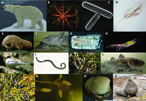 Species 的图像结果