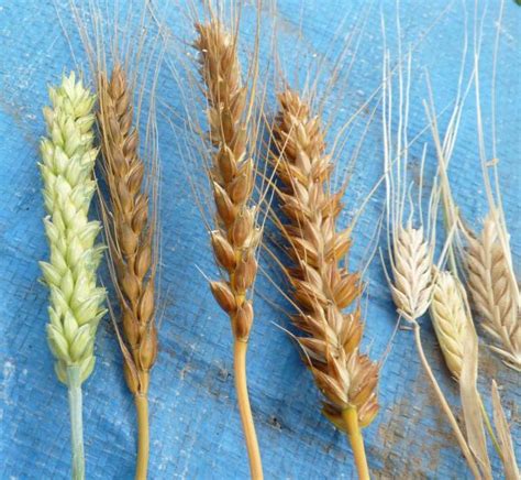 小麦胚芽とは？食べ方や栄養について | たべるご