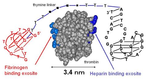 Beyond G-Quadruplexes—The Effect of Junction with Additional Structural ...