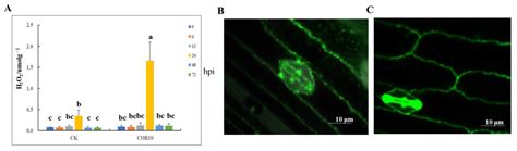 Coronatine-Induced Maize Defense against Gibberella Stalk Rot by ...