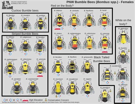 Image result for Bee Identification Chart