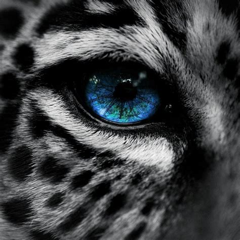 Pin by Rabea on FELINE | Leopard eyes, Eyes wallpaper, Leopard wallpaper