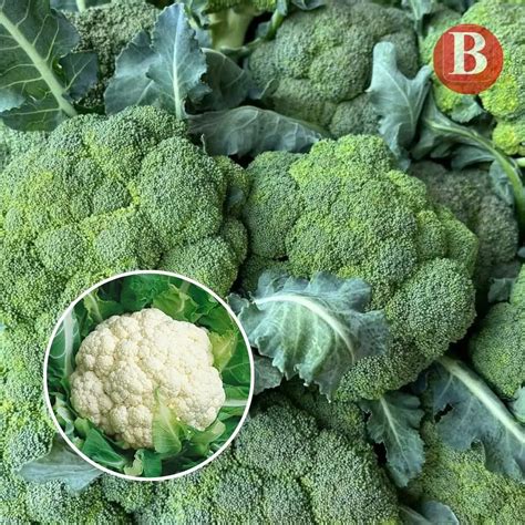 Cauliflower Vs Broccoli Nutrition