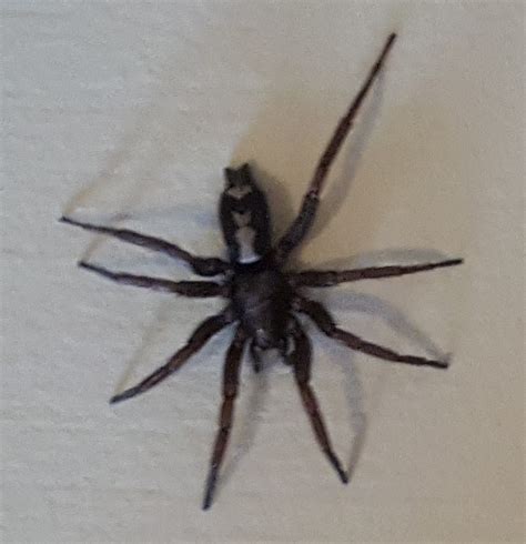 Herpyllus ecclesiasticus (Eastern Parson Spider) in Great Falls ...