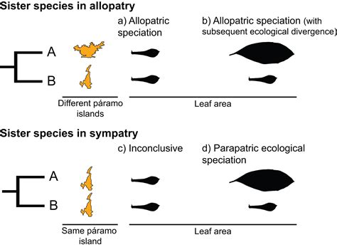 Allopatric speciation is more prevalent than parapatric ecological ...