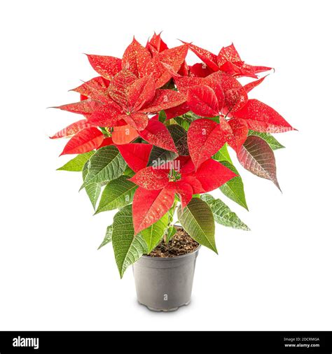 Christmas flower poinsettia Stock Photo - Alamy