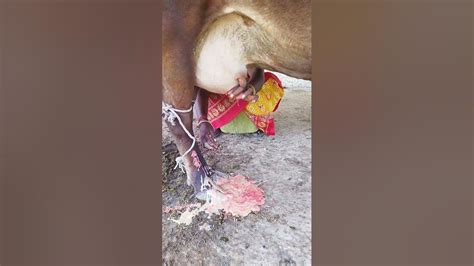 Exploding Cow Abscess 的图像结果
