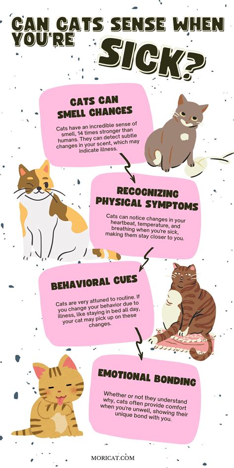 Can Cats Sense When you're Sick? | Cat facts, Sick cat, Cat care