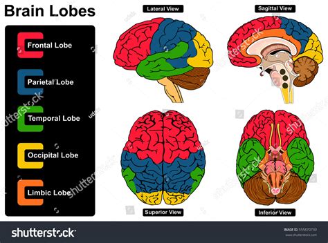 Human Brain Labeled Inferior View Inferior View Of Brain Hi Res Stock