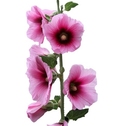 Futaba Alcea Rosea Flower Seeds-Pink-100Pcs : Amazon.in: Garden & Outdoors