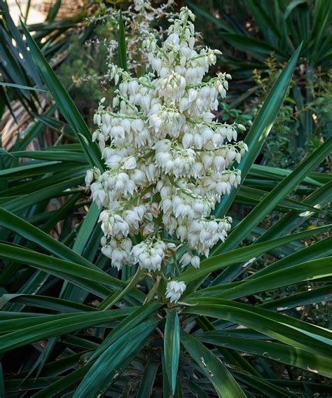 Yucca plant care according to an indoor plant expert | Homes and Gardens