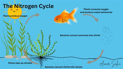 Aquarium Nitrogen Cycle Diagram