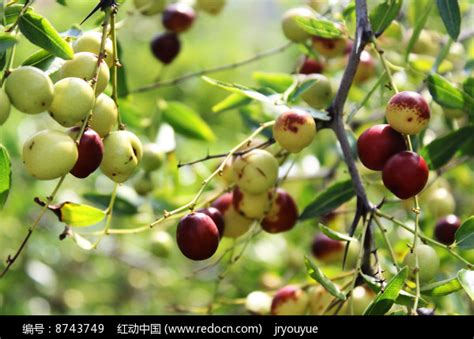 酸枣树上密集的酸枣高清图片下载_红动中国