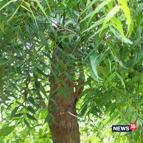 Health Tips: చేదుగా ఉన్నా పర్లేదు.. వేపాకు రసం తాగండి.. మీ అంత ...