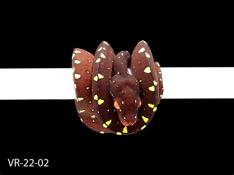 Image result for Python Breeding Colors