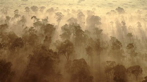 Africa's forests are now releasing more carbon than they absorb