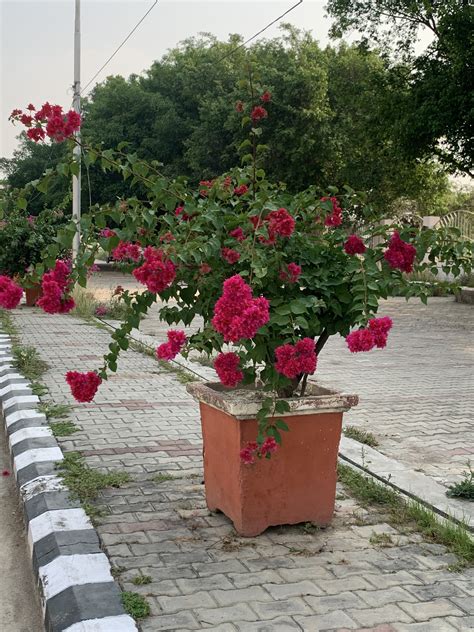 Campus Ambience