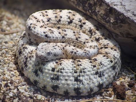 Discover These 13 Snakes In Utah - A-Z Animals