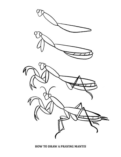 Drawings Of Praying Mantis - Drawing Improvement Challenges
