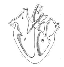 CBSE Class 10 Science Important Questions 2024-25 | CollegeDekho